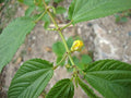 Juteplant