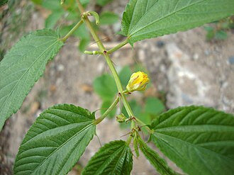 Juteplant